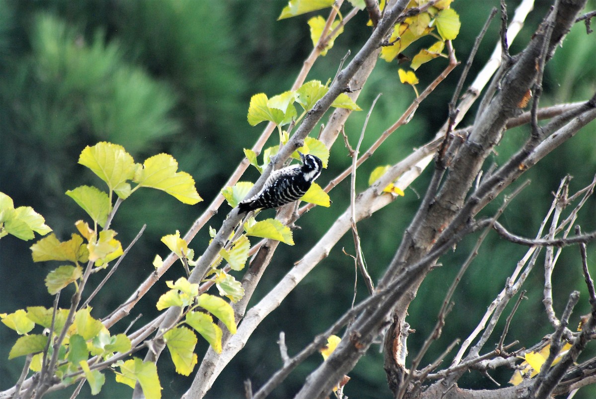 Nuttall's Woodpecker - ML130407071