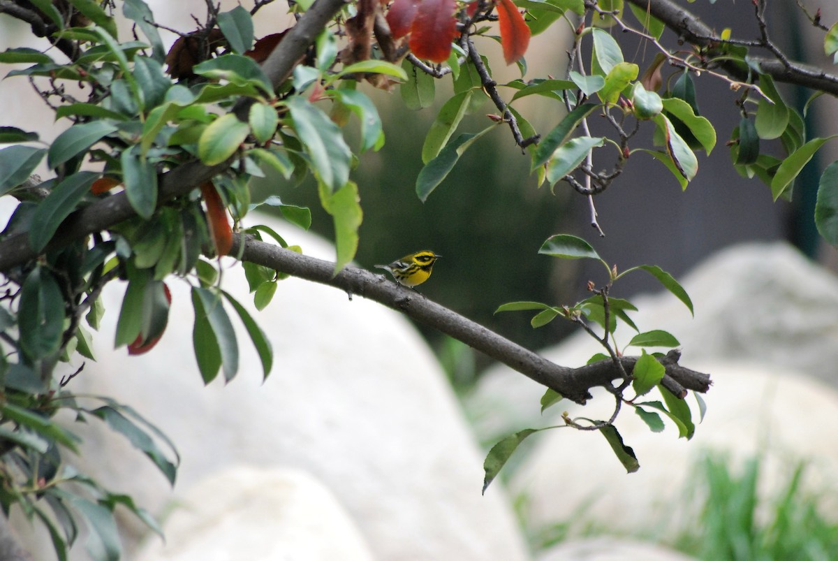 Townsend's Warbler - ML130407191