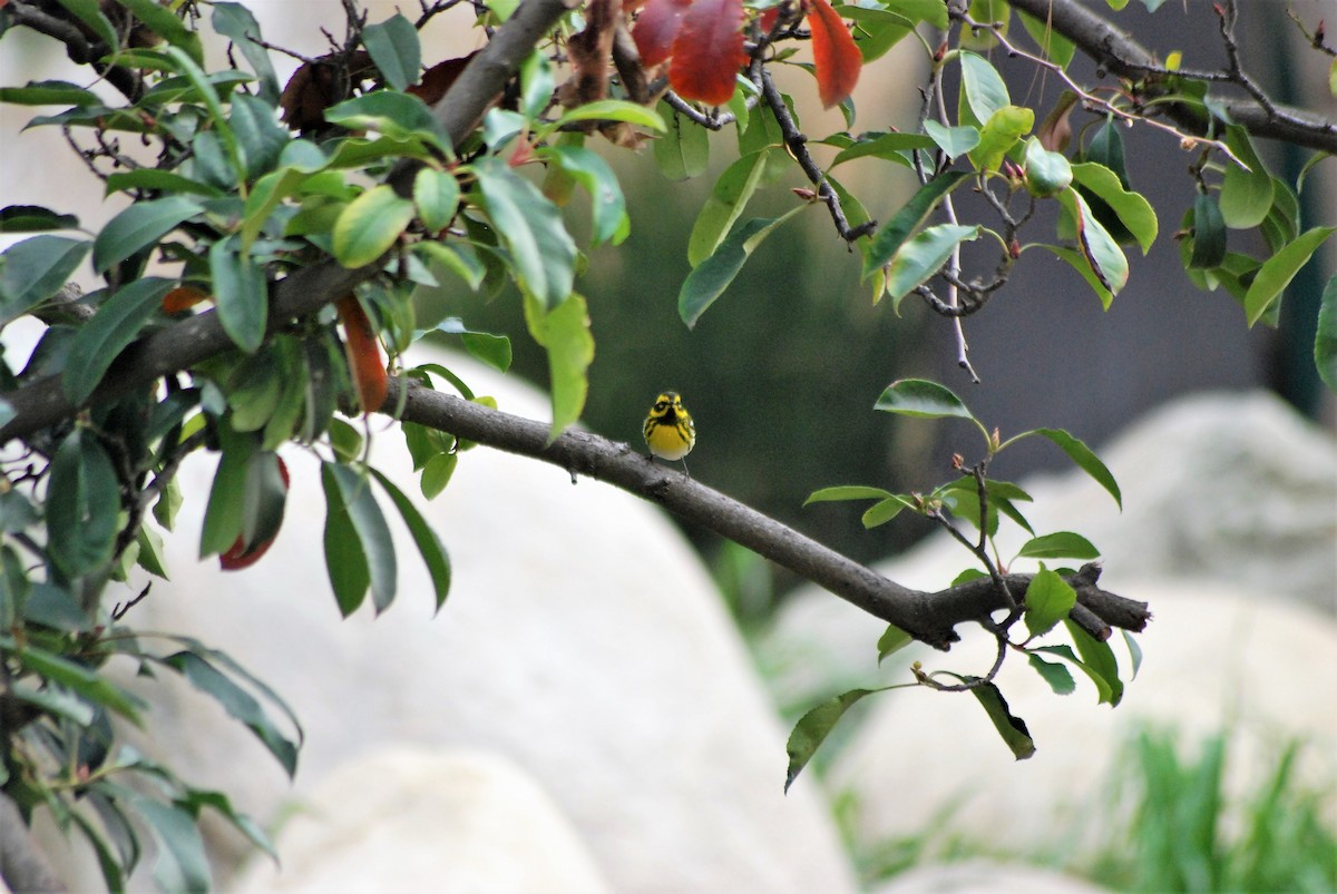 Townsend's Warbler - ML130407211