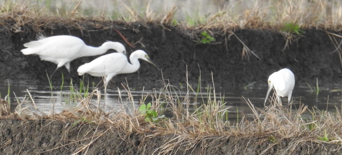 Little Egret - ML130407831