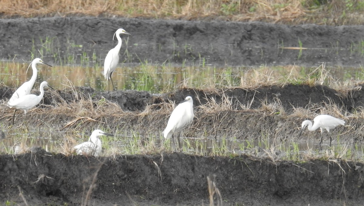 Little Egret - ML130407841