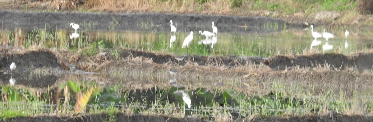 Little Egret - ML130407851