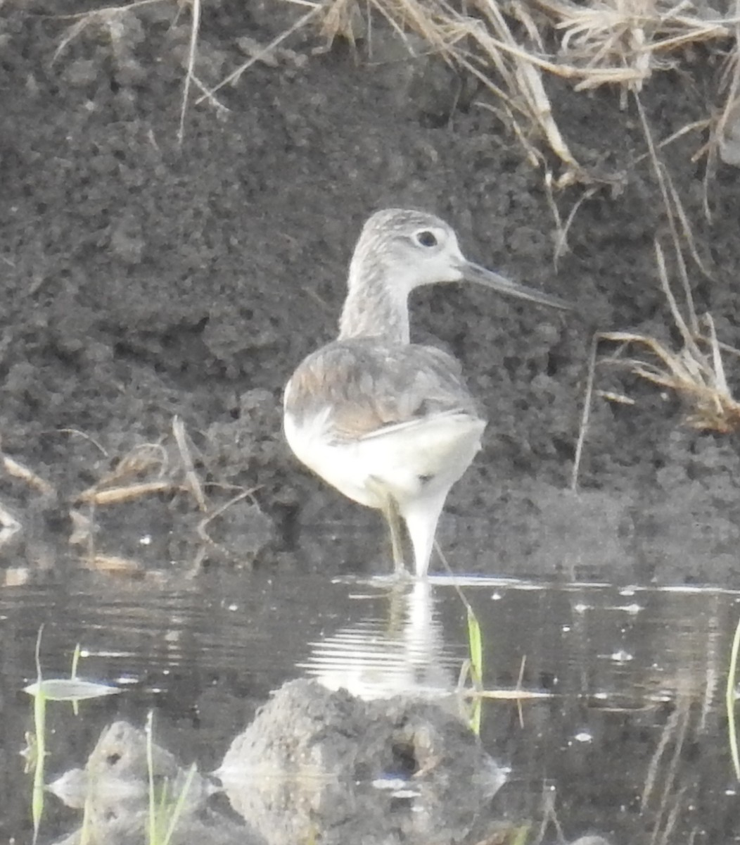 Common Greenshank - Colin Trainor