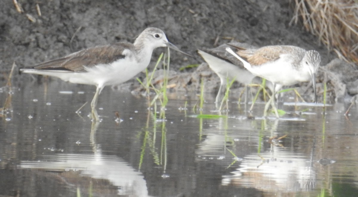 Common Greenshank - ML130407911