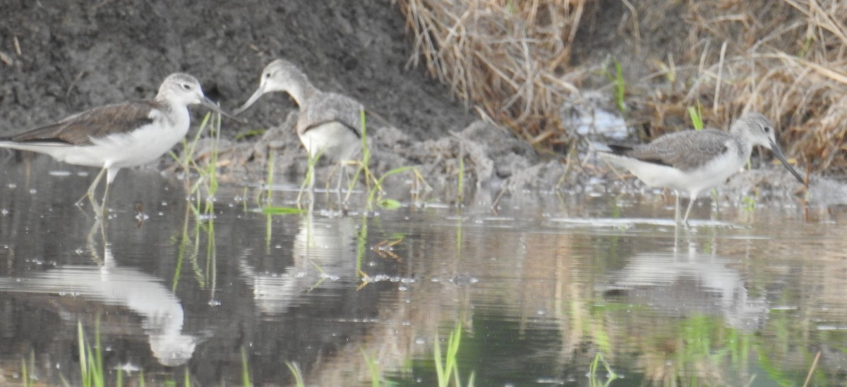 Common Greenshank - Colin Trainor