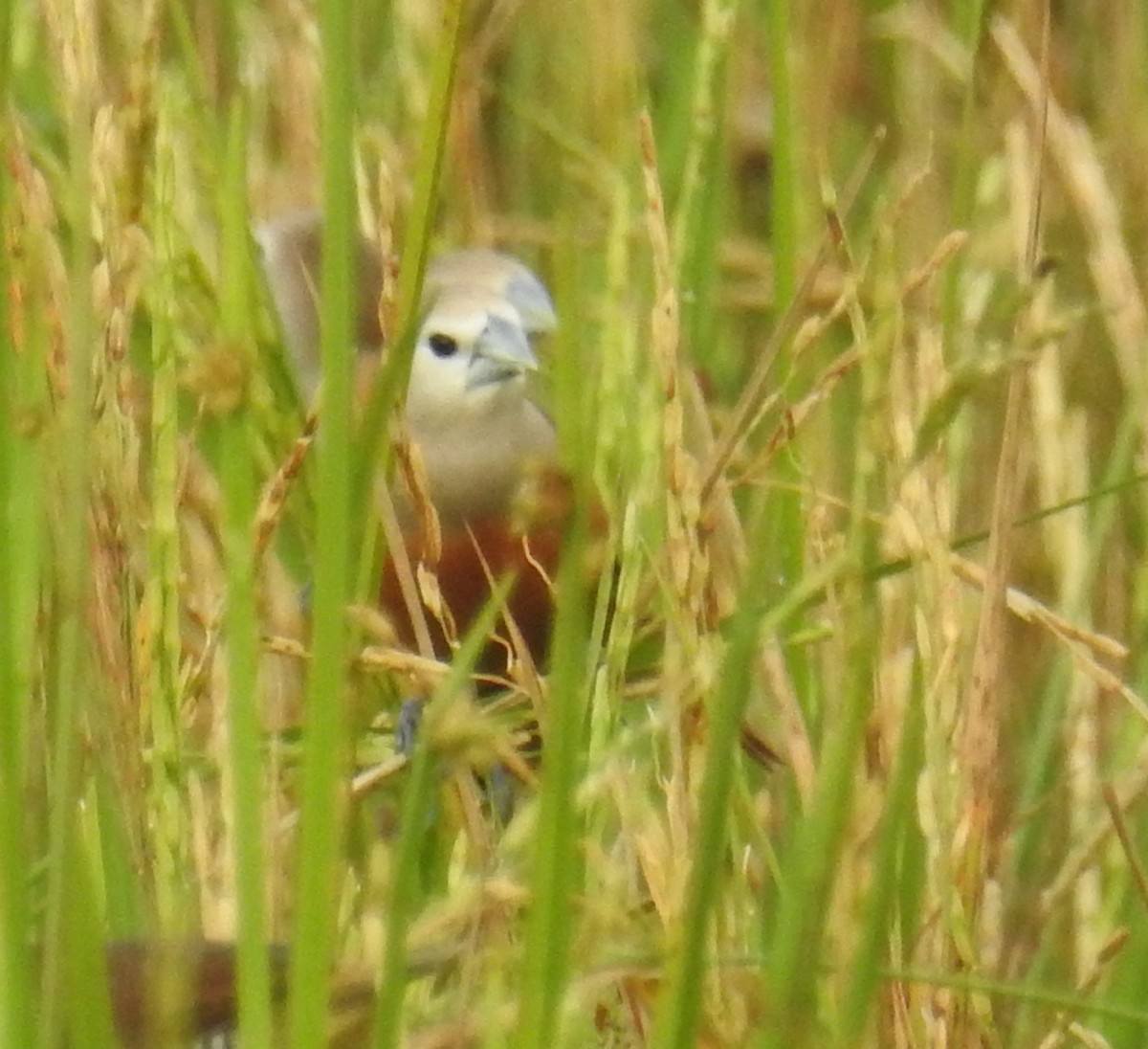 Pale-headed Munia - ML130408031