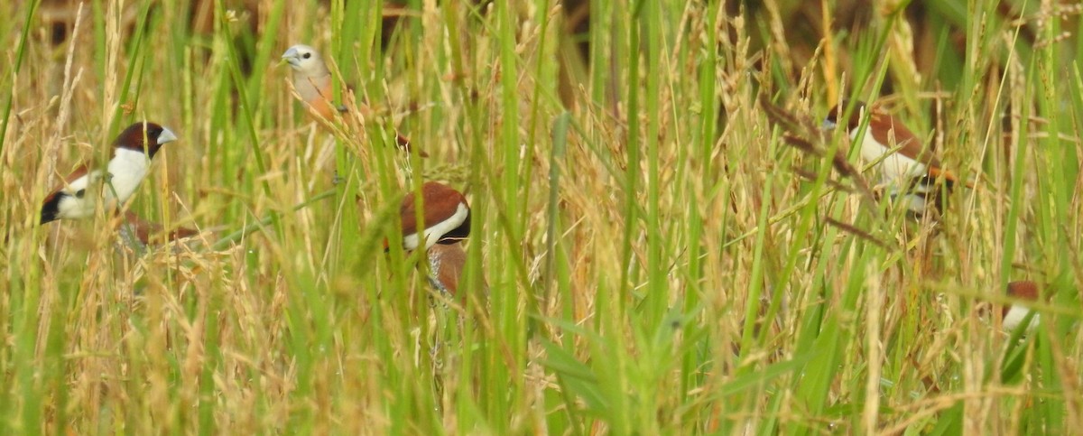 Five-colored Munia - ML130408051