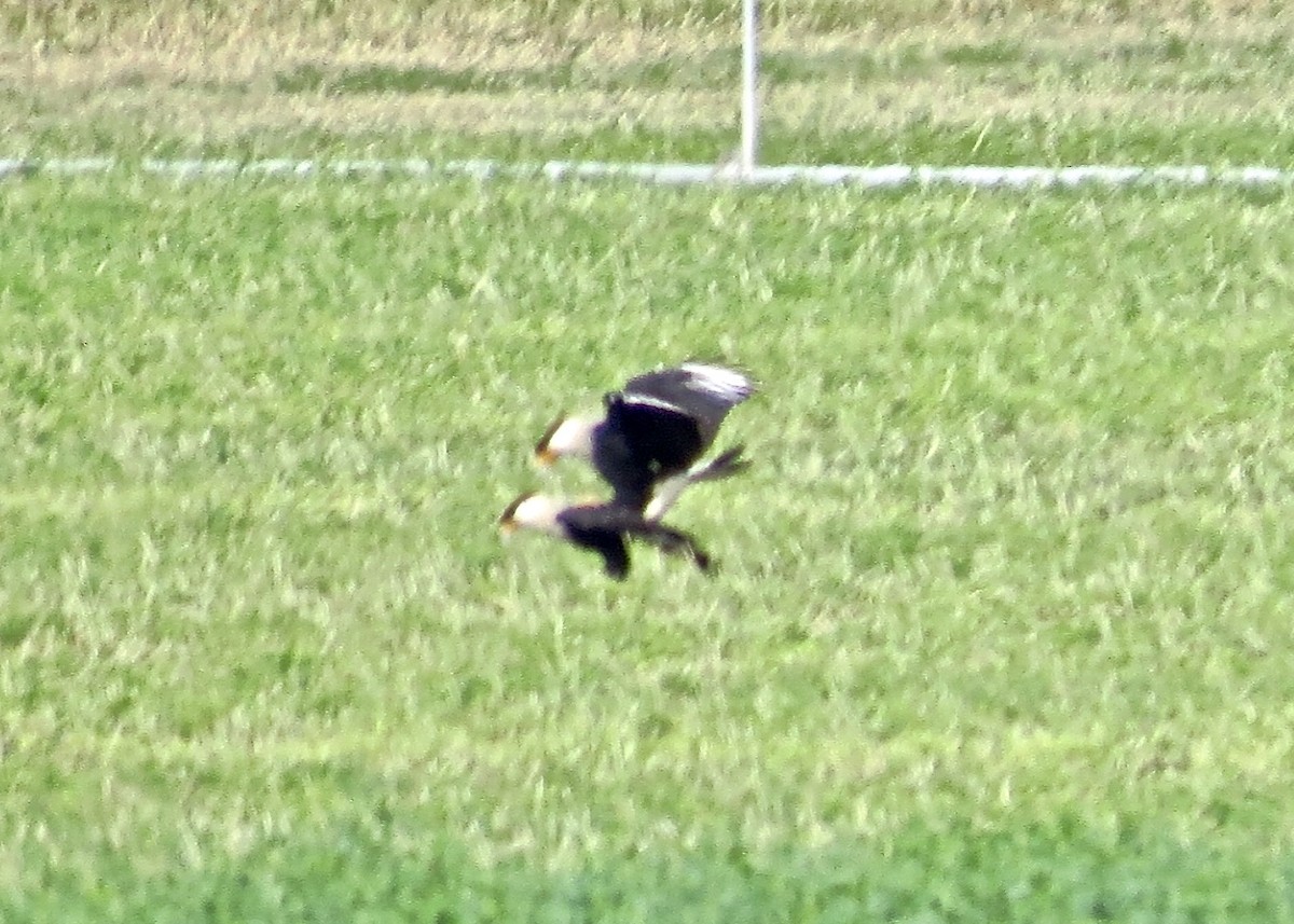 Crested Caracara (Northern) - ML130408801