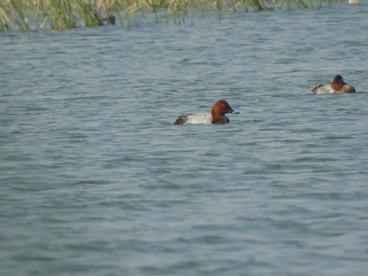 Common Pochard - ML130409501