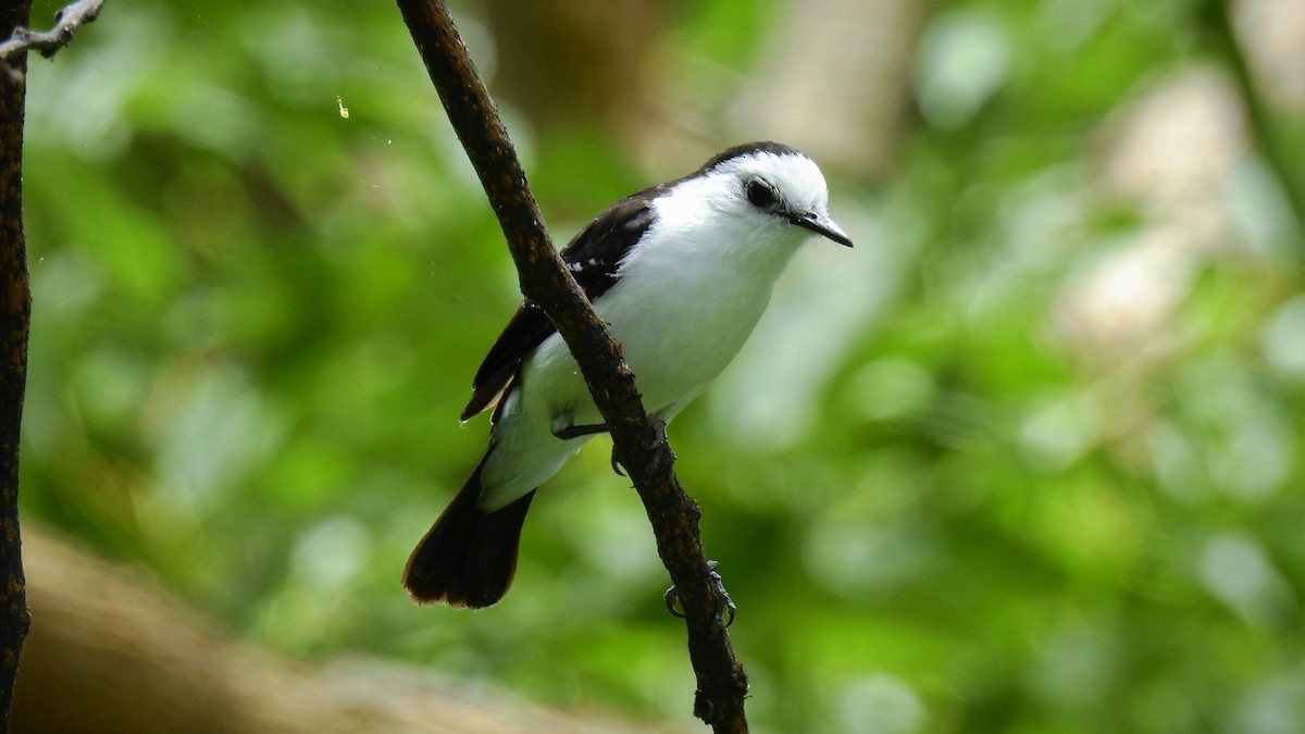 Black-backed Water-Tyrant - ML130412941