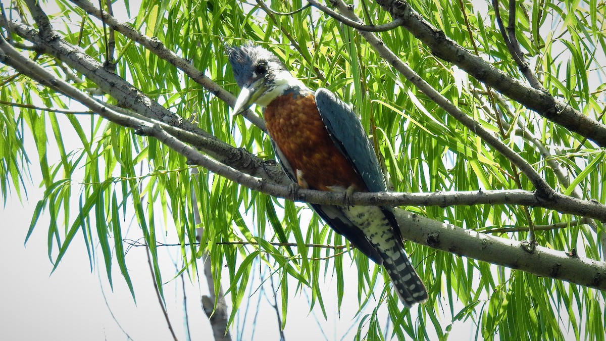 Ringed Kingfisher - ML130413081