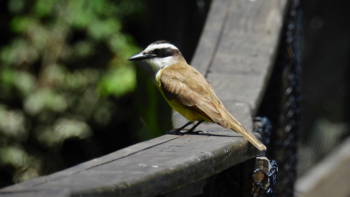 Great Kiskadee - ML130413241