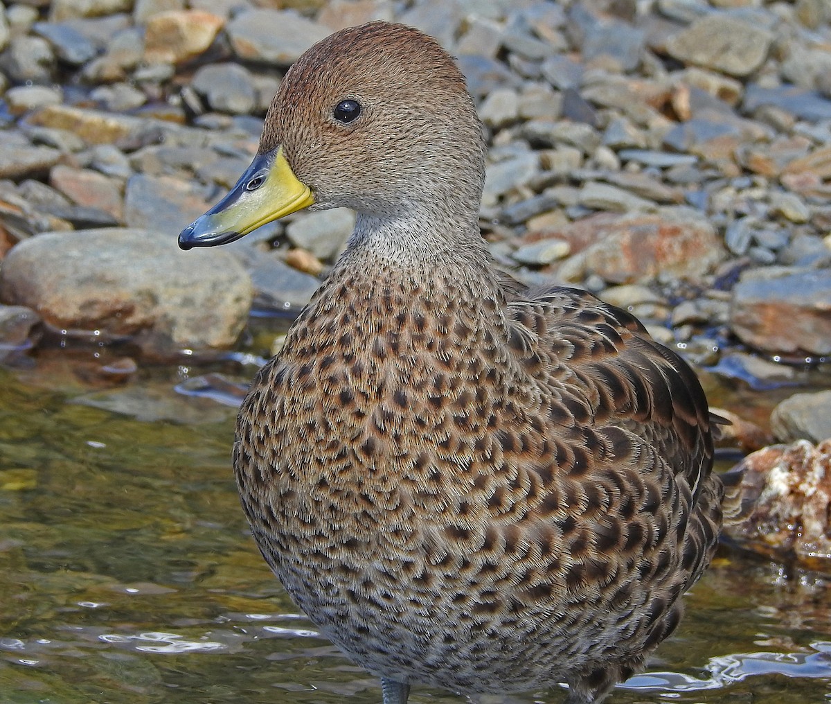 Yellow-billed Pintail - Hugo Hulsberg