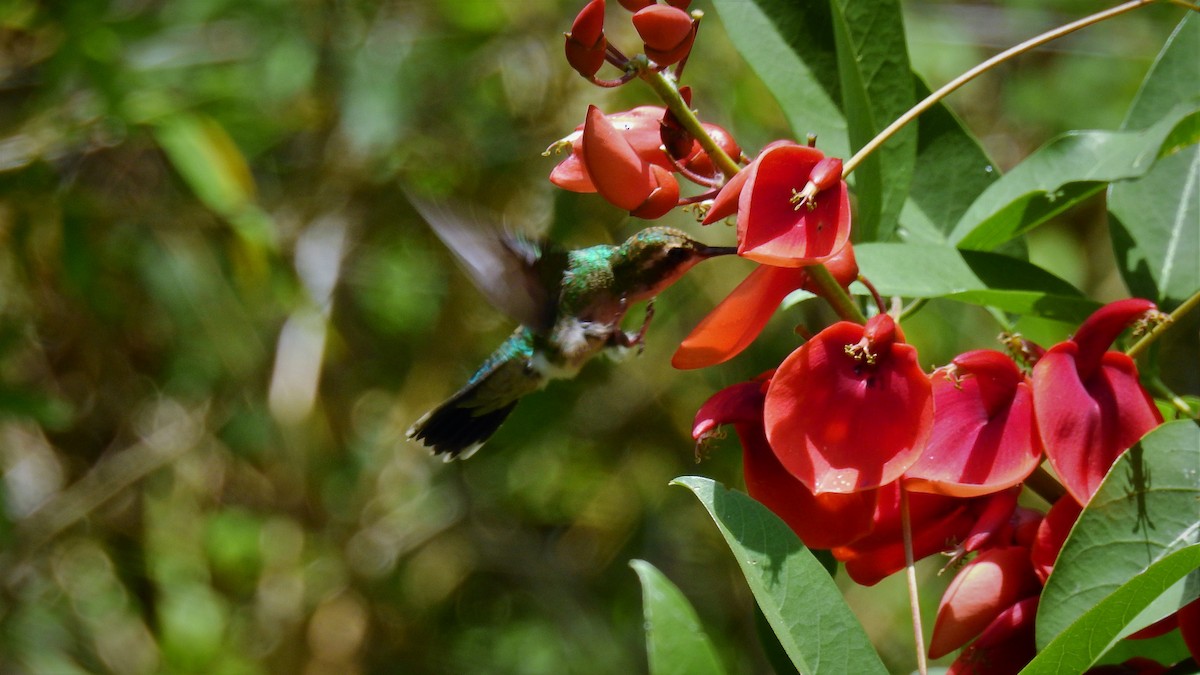 kolibřík lesklobřichý - ML130413371