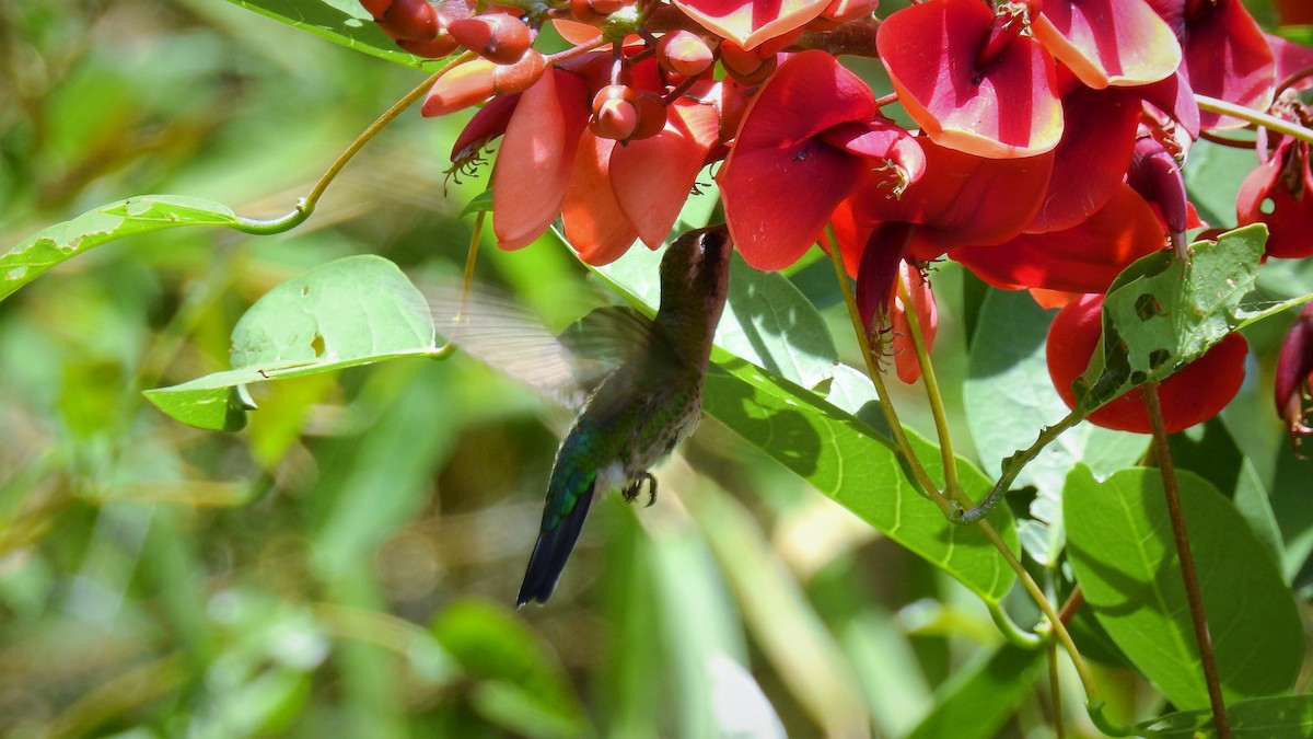 Glittering-bellied Emerald - ML130413381