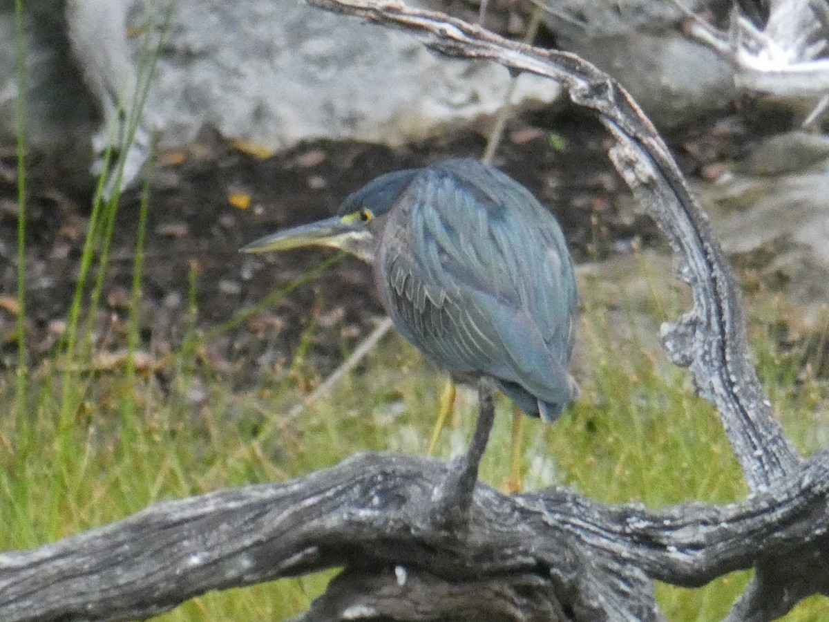 Green Heron - ML130413711