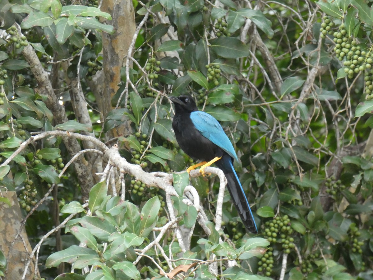 Yucatan Jay - ML130413891