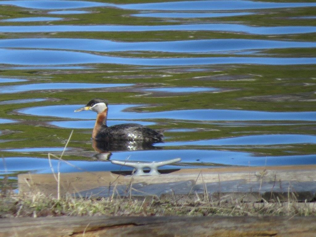 Red-necked Grebe - ML130415251