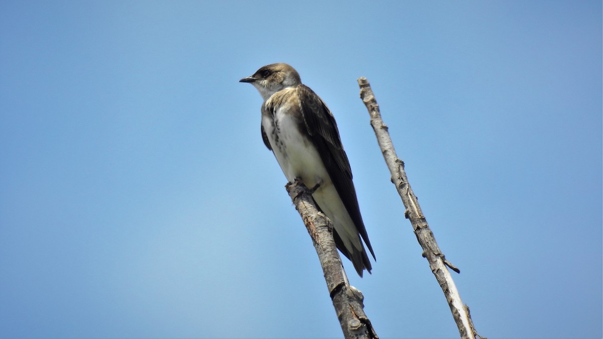 Brown-chested Martin - ML130415331