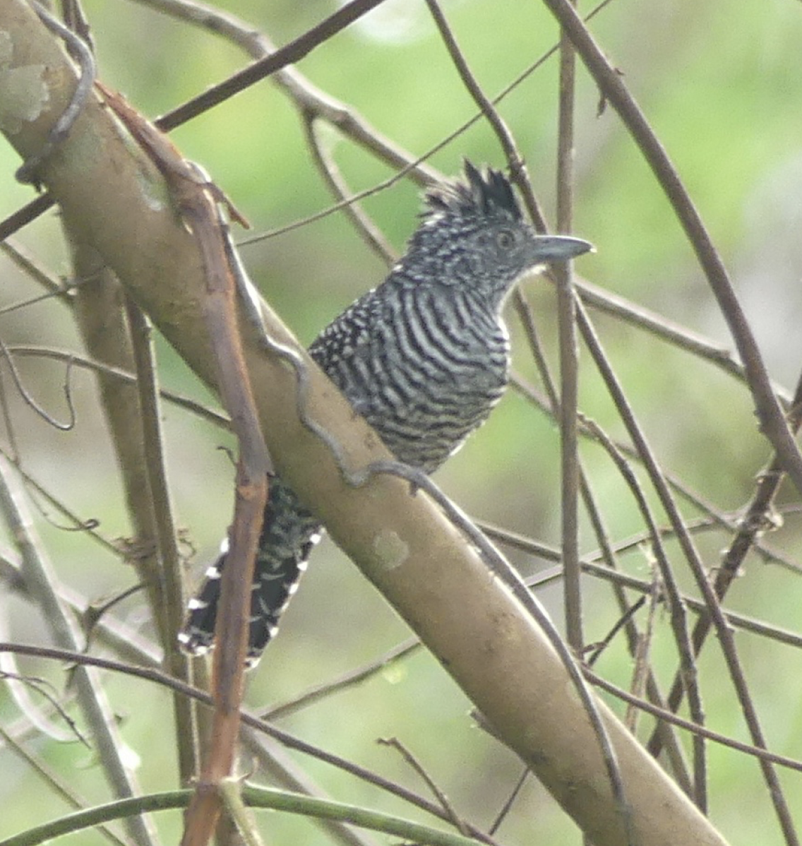 Barred Antshrike - ML130417601