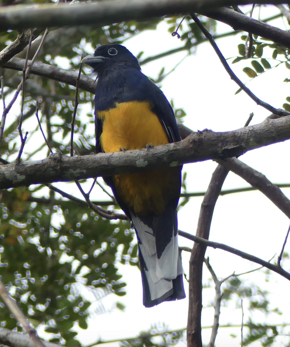 trogon zelenohřbetý - ML130417681