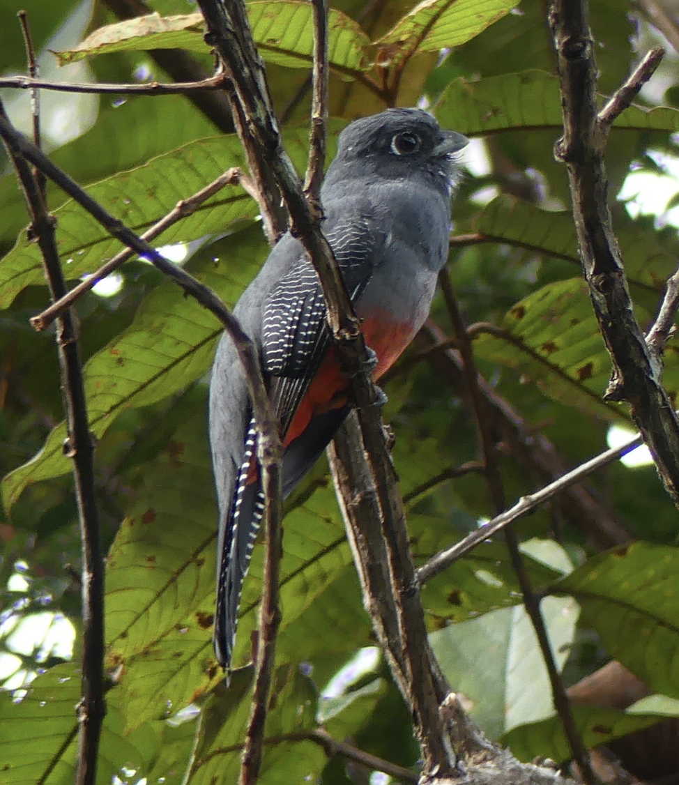 Blue-crowned Trogon - ML130417751