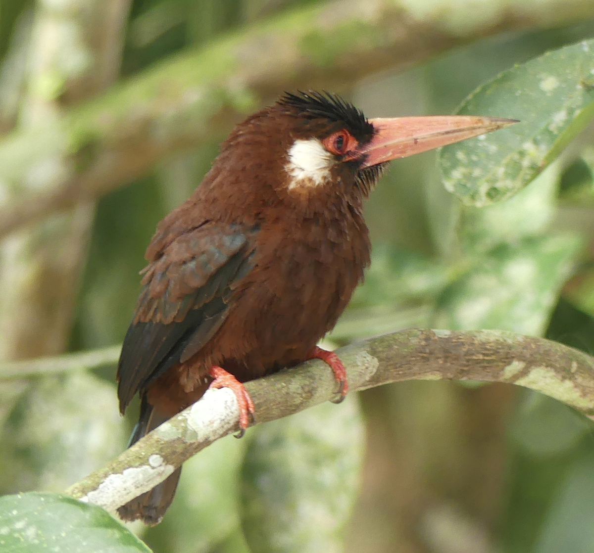 White-eared Jacamar - ML130417761