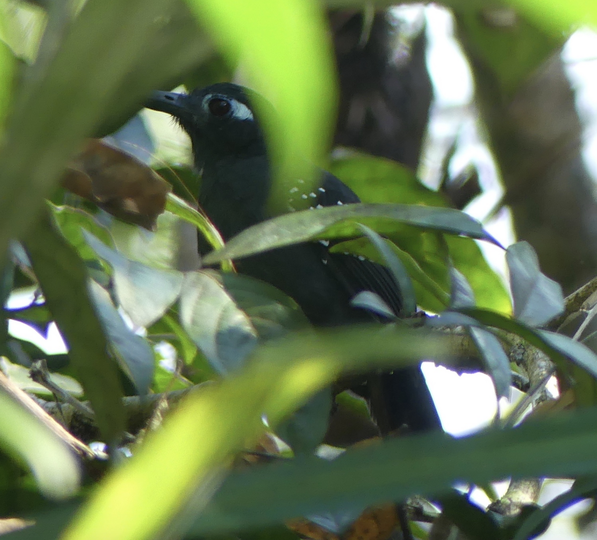 Plumbeous Antbird - ML130418051