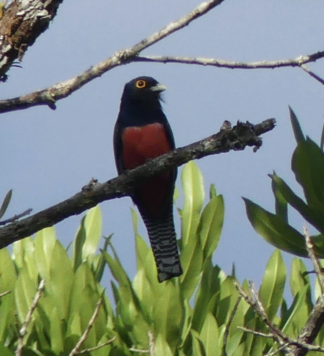 trogon modrotemenný - ML130418151