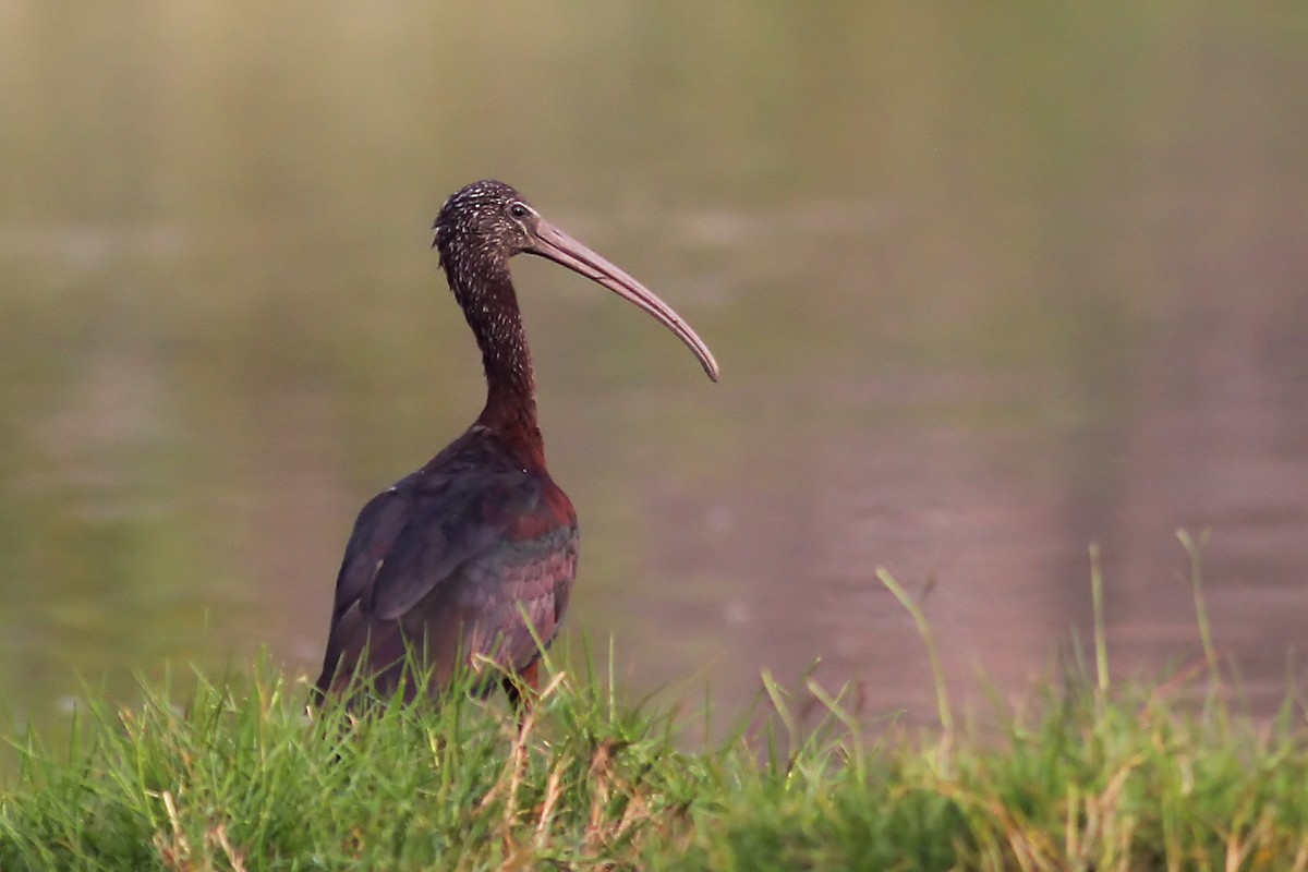 Glossy Ibis - ML130418181