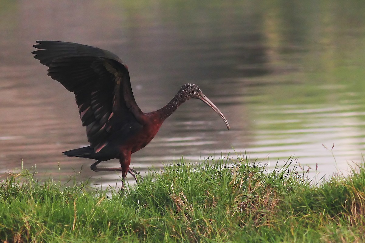 Glossy Ibis - ML130418191