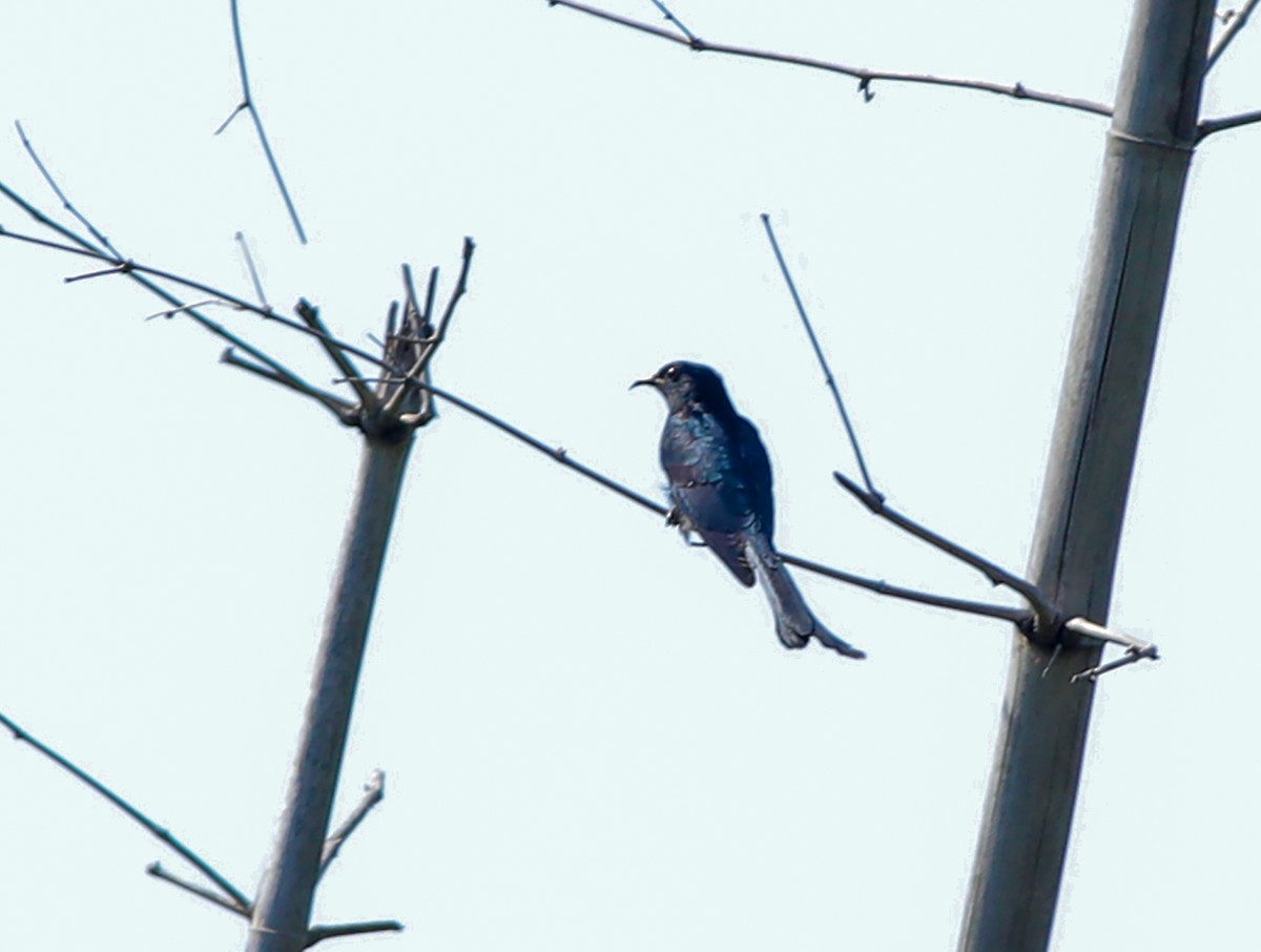 Cuclillo Drongo Coliahorquillado - ML130418271