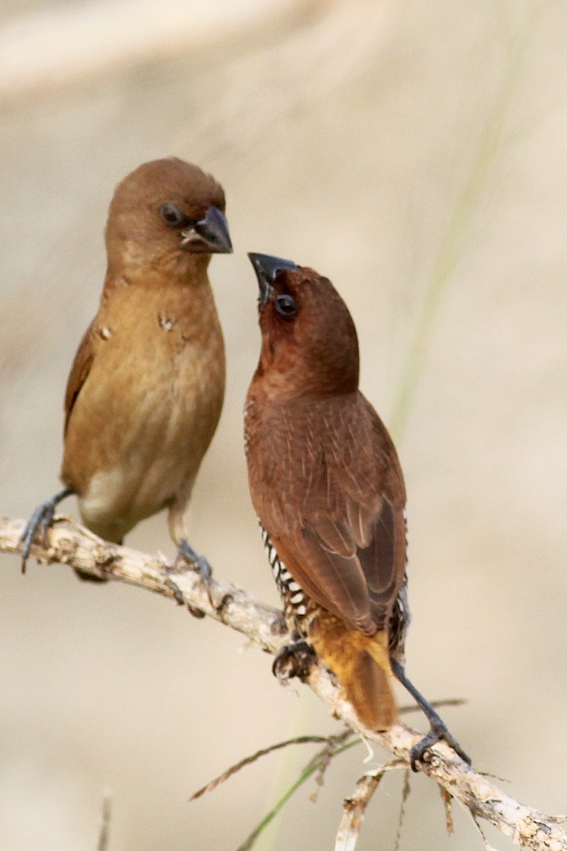 Scaly-breasted Munia - ML130418281