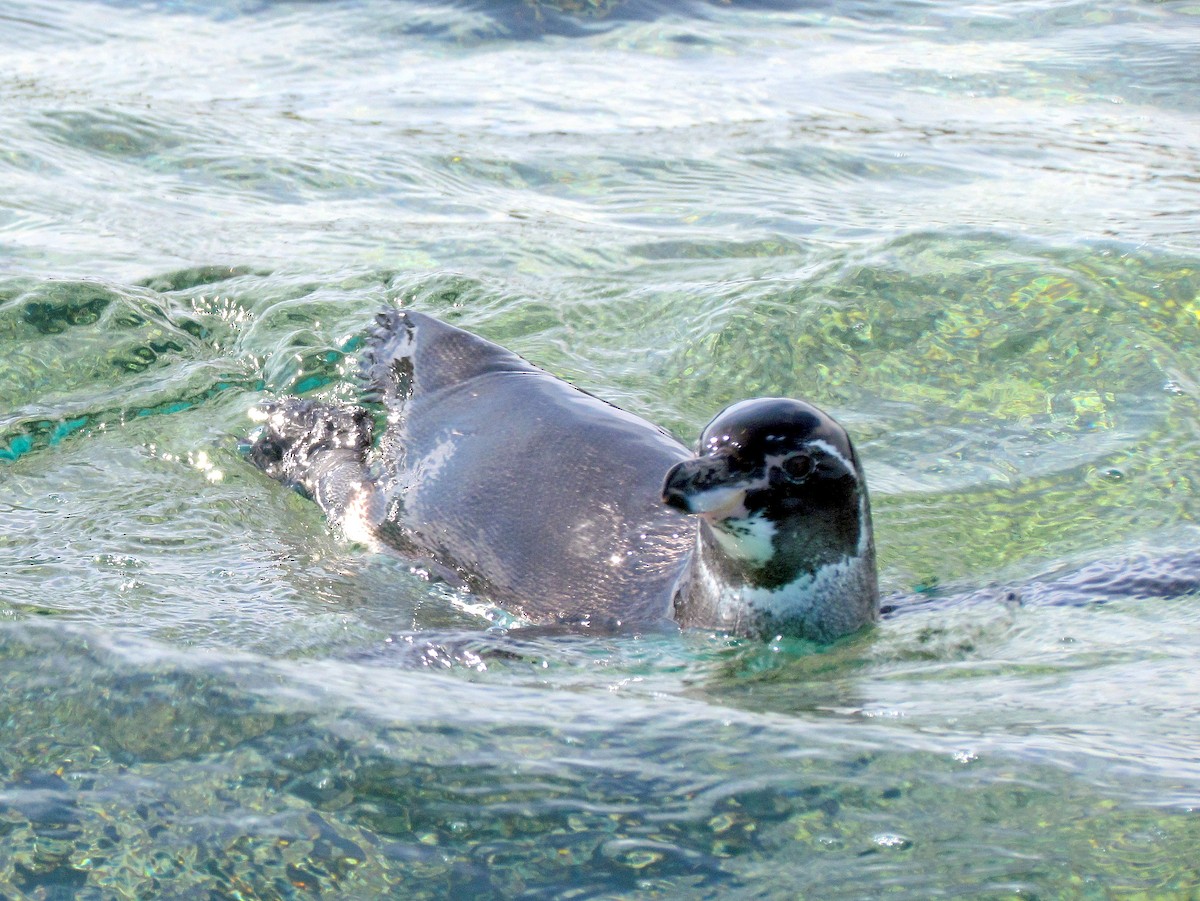Pingüino de Galápagos - ML130418771