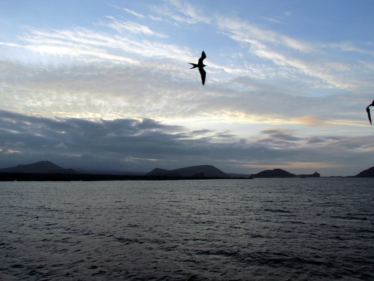 Magnificent Frigatebird - ML130418831