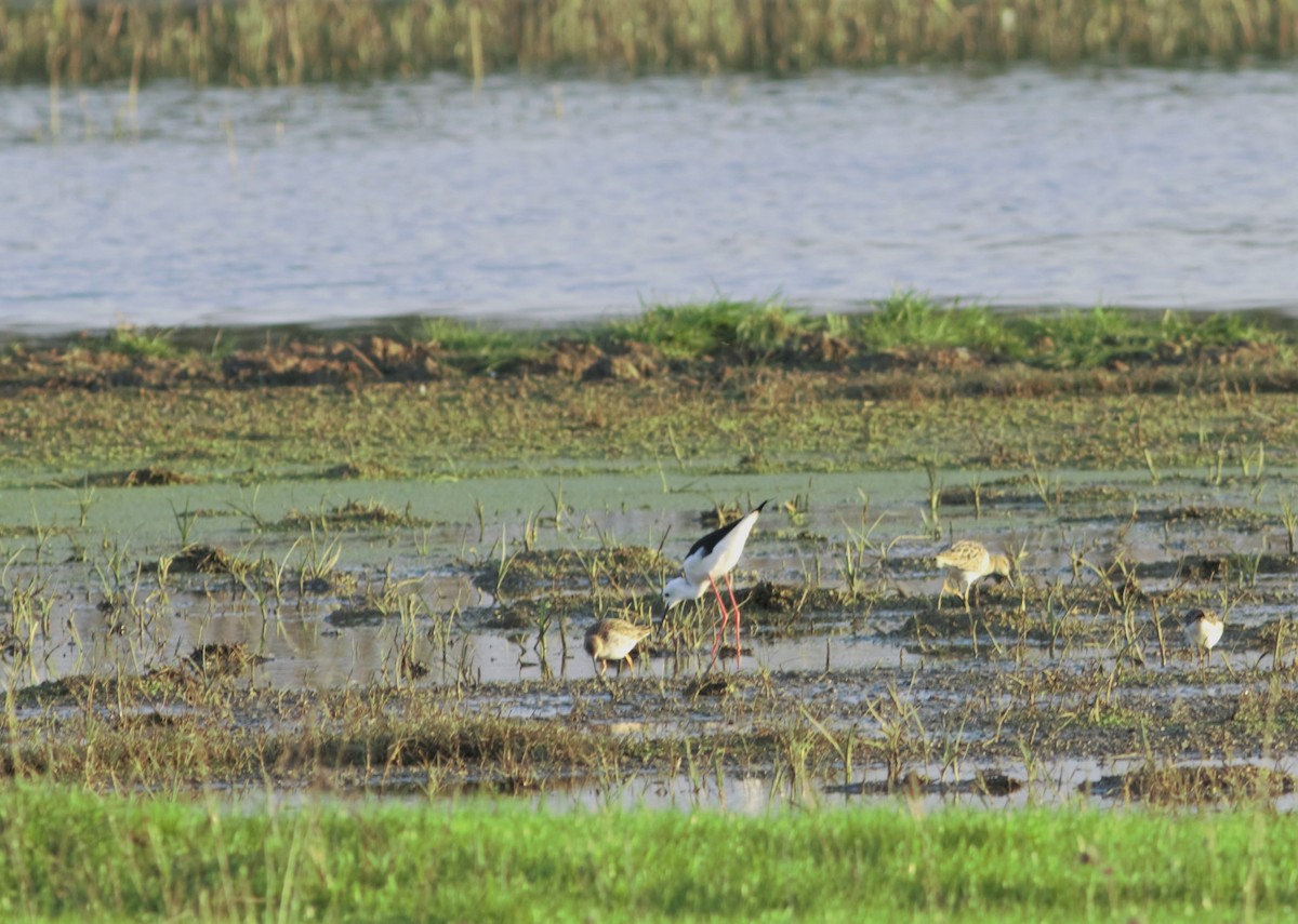 Black-winged Stilt - ML130418871