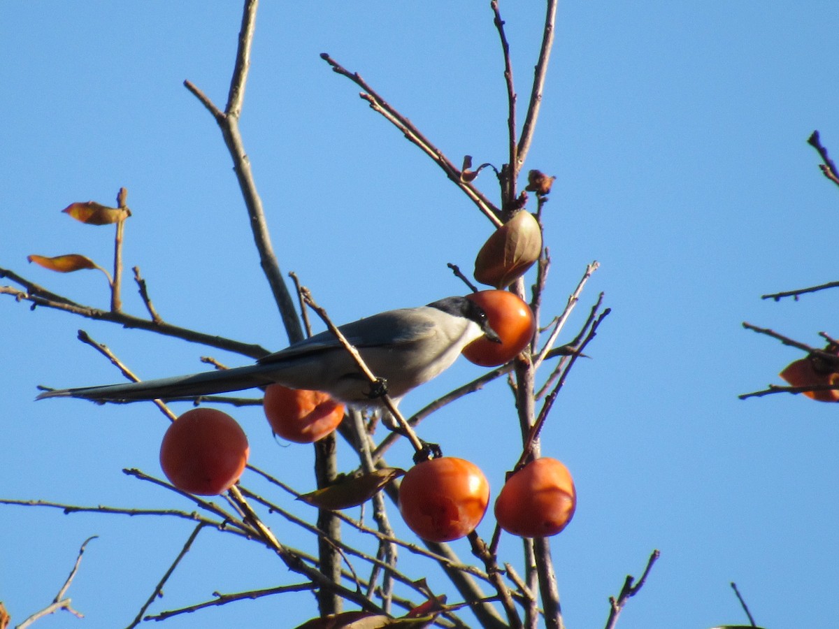 Azure-winged Magpie - ML130421121