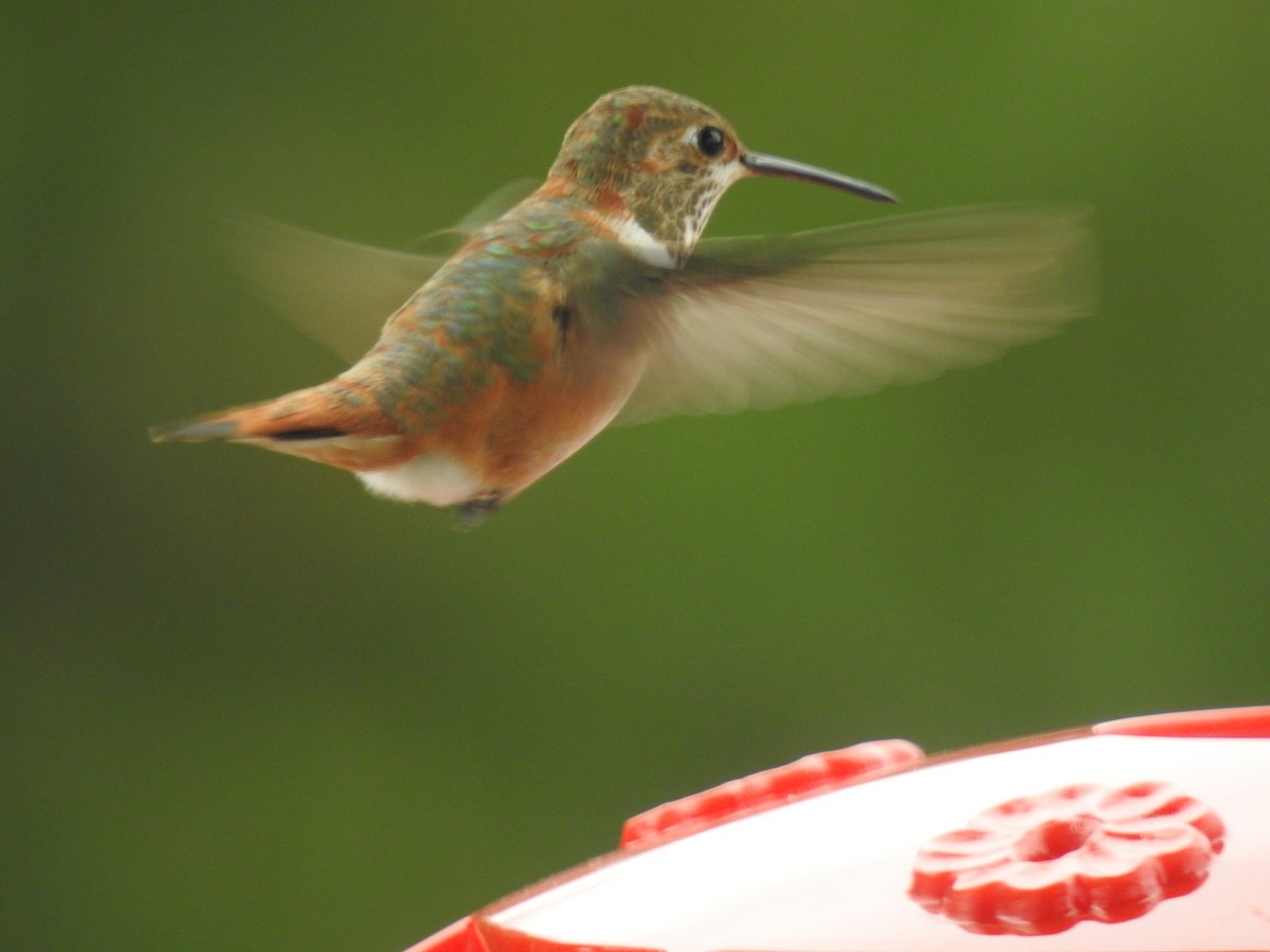 Rufous Hummingbird - Jim Sparrell