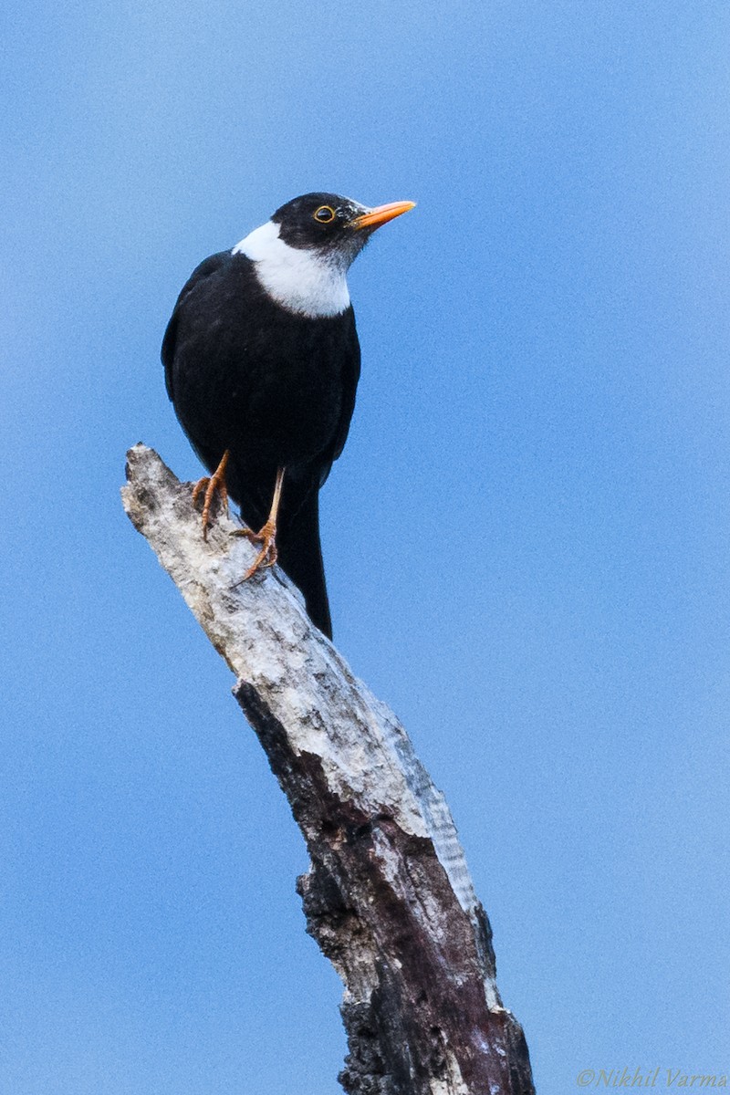 White-collared Blackbird - ML130426451