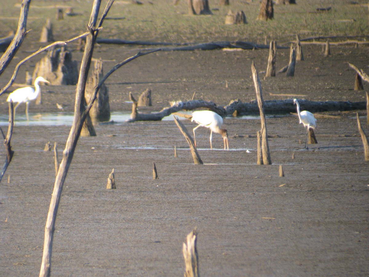 Wood Stork - Jeff Calhoun