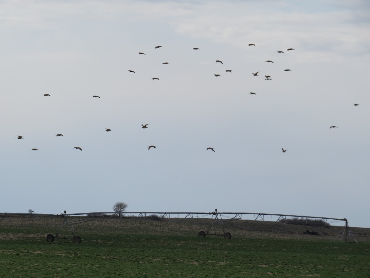Long-billed Curlew - ML130428511