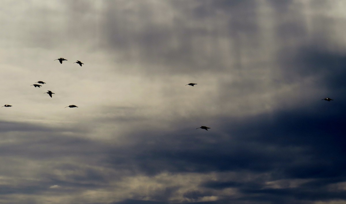 Long-billed Curlew - ML130428521