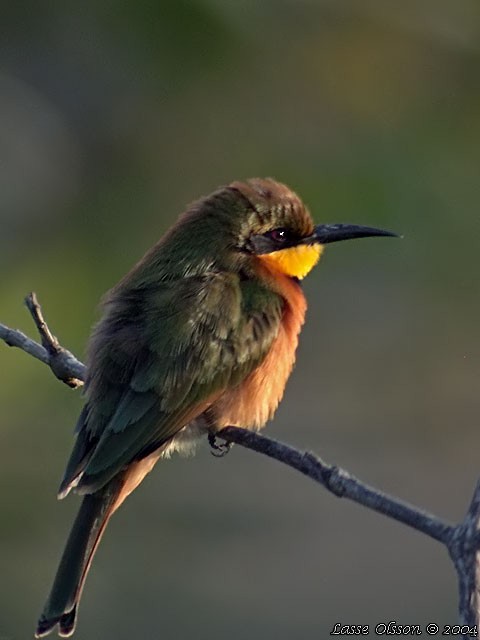 Little Bee-eater - Lasse Olsson