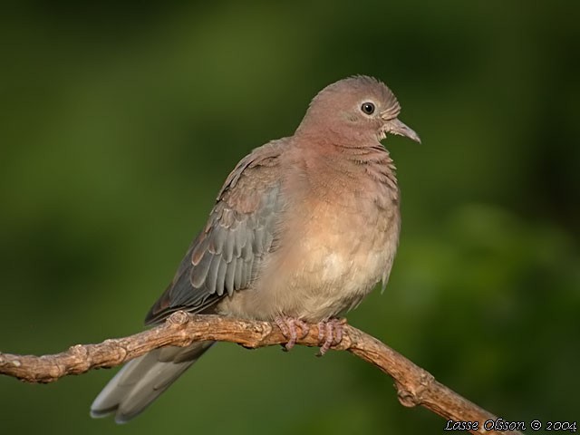 Laughing Dove - ML130428961