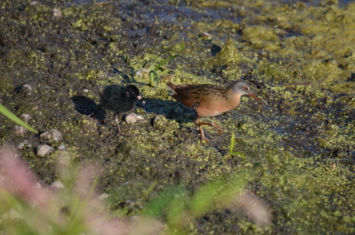 Virginia Rail - ML130429741