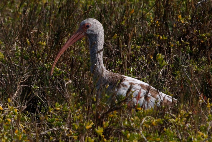 White Ibis - ML130430481