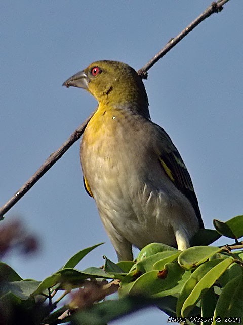 Village Weaver - ML130431011