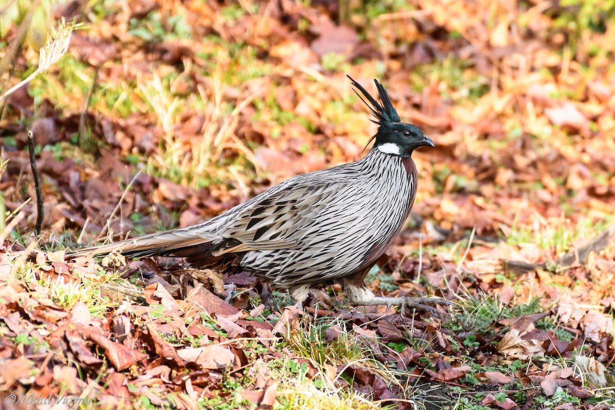 Koklass Pheasant - ML130432171