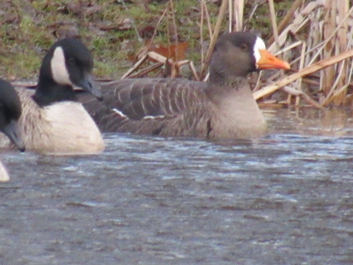 Greater White-fronted Goose - ML130432831