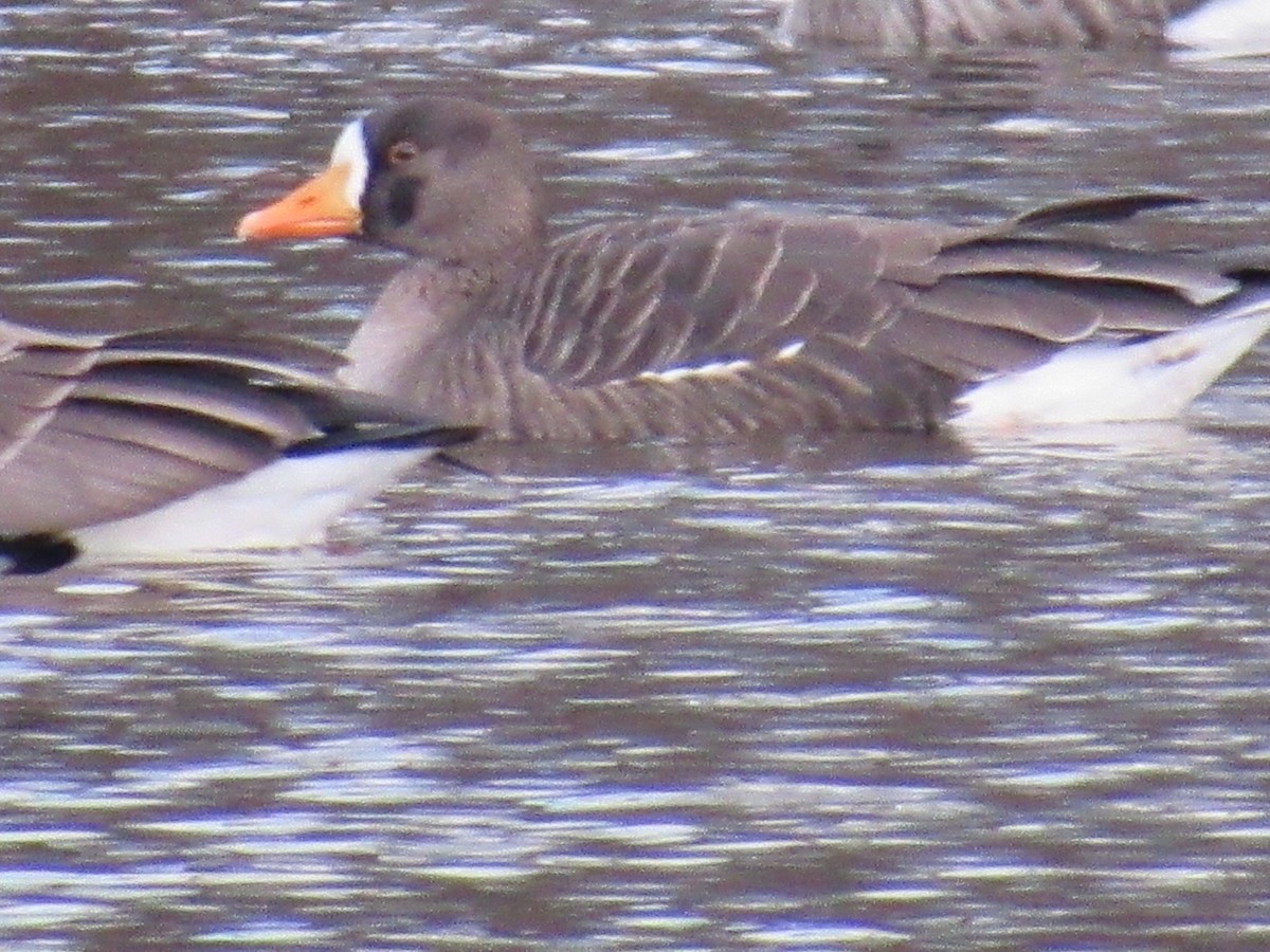 Greater White-fronted Goose - ML130432851